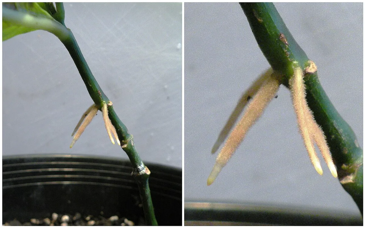 adventitious roots