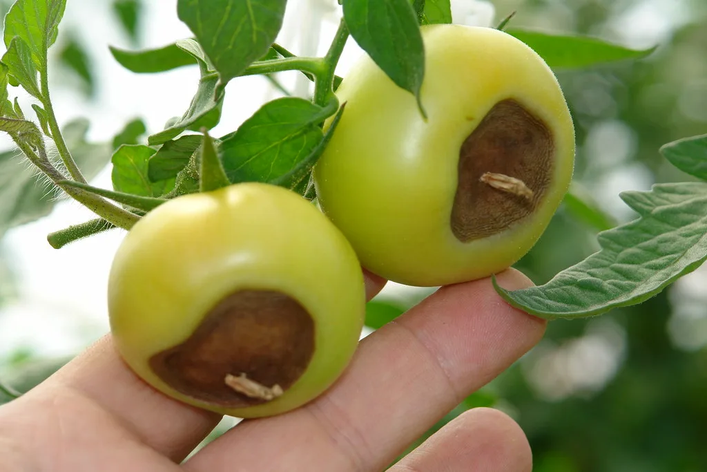 Blossom end rot