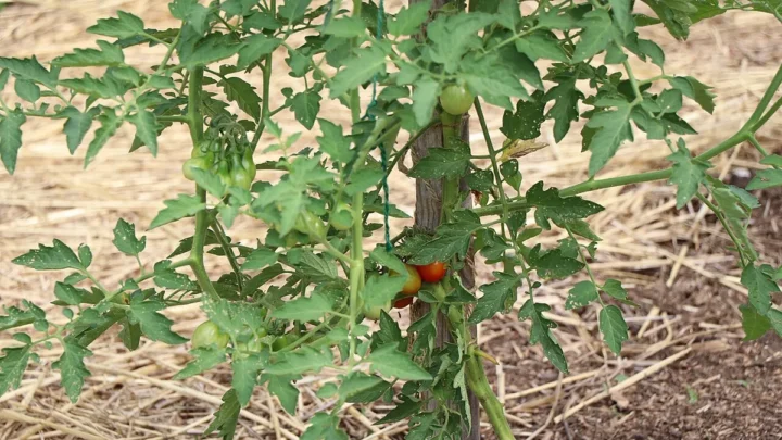 How to Grow Tomatoes