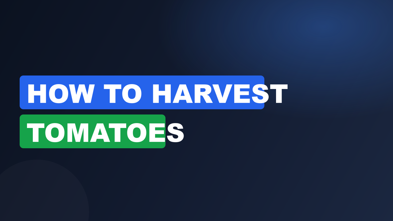 How to Harvest Tomatoes
