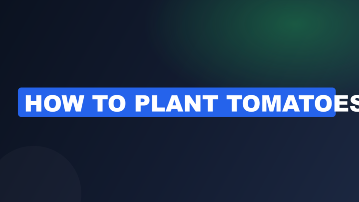 How to Plant Tomatoes