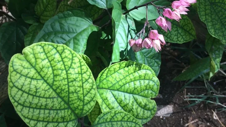 How to Fix Yellow Leaves on Tomatoes