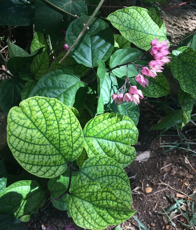 interveinal chlorosis