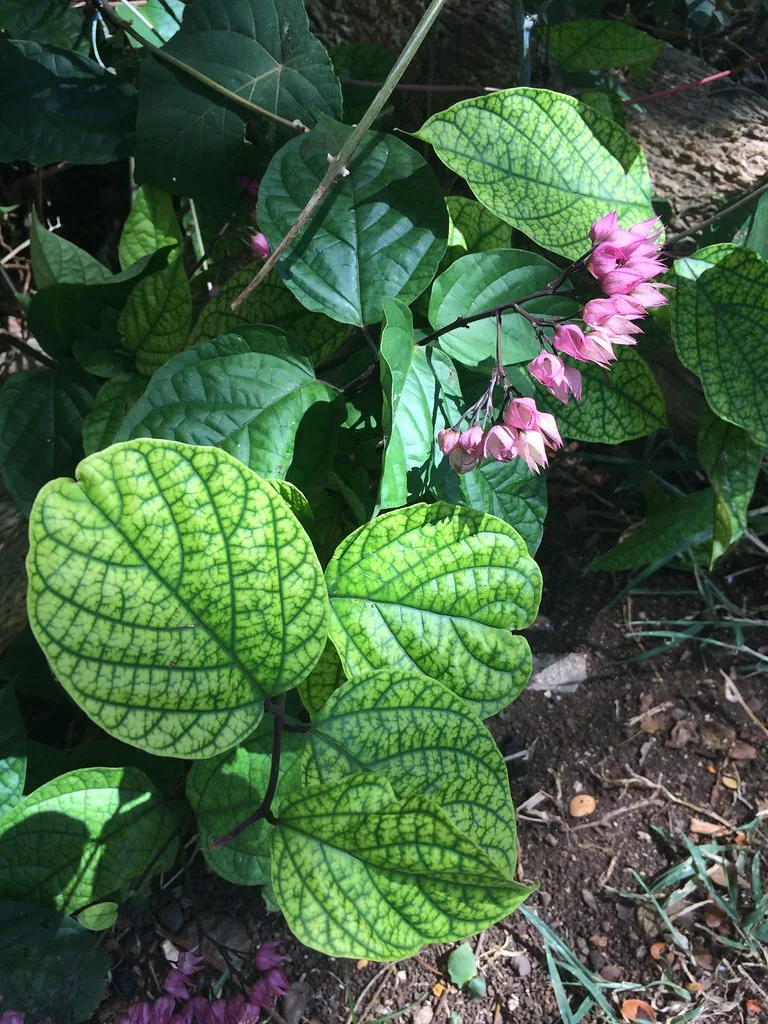 interveinal chlorosis