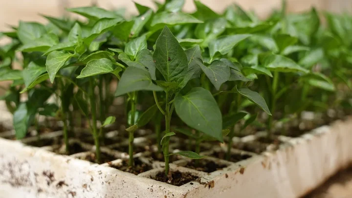 How to Grow Bell Peppers