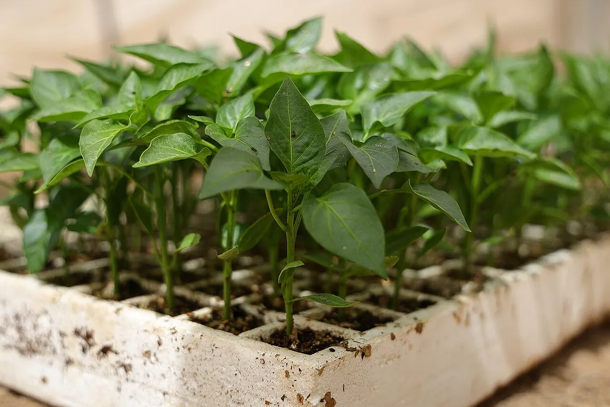 Pepper seedlings
