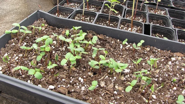 How to Grow Tomatoes From Seed