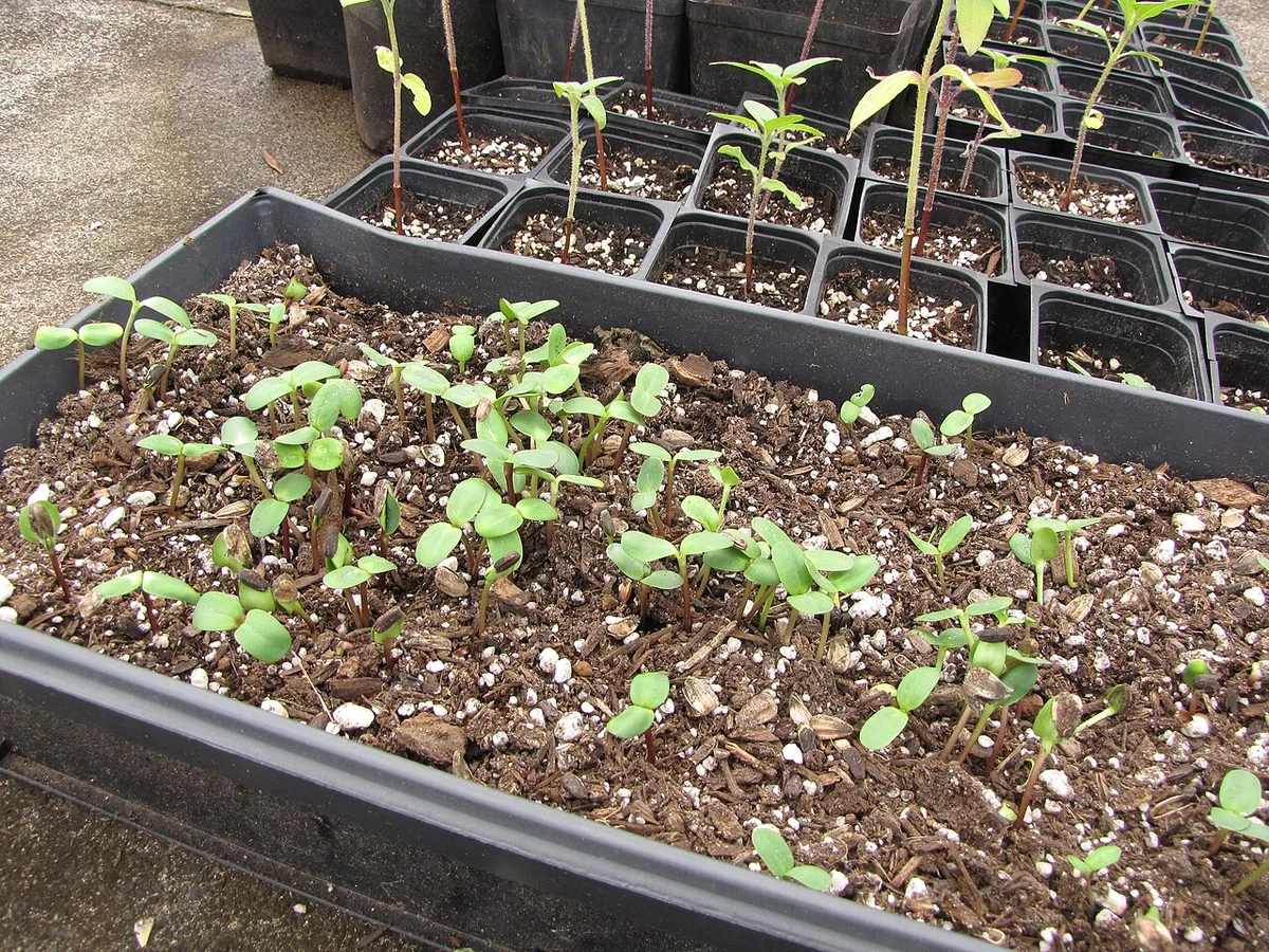 Seed tray