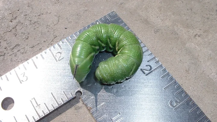 How to Prevent Pests on Tomatoes