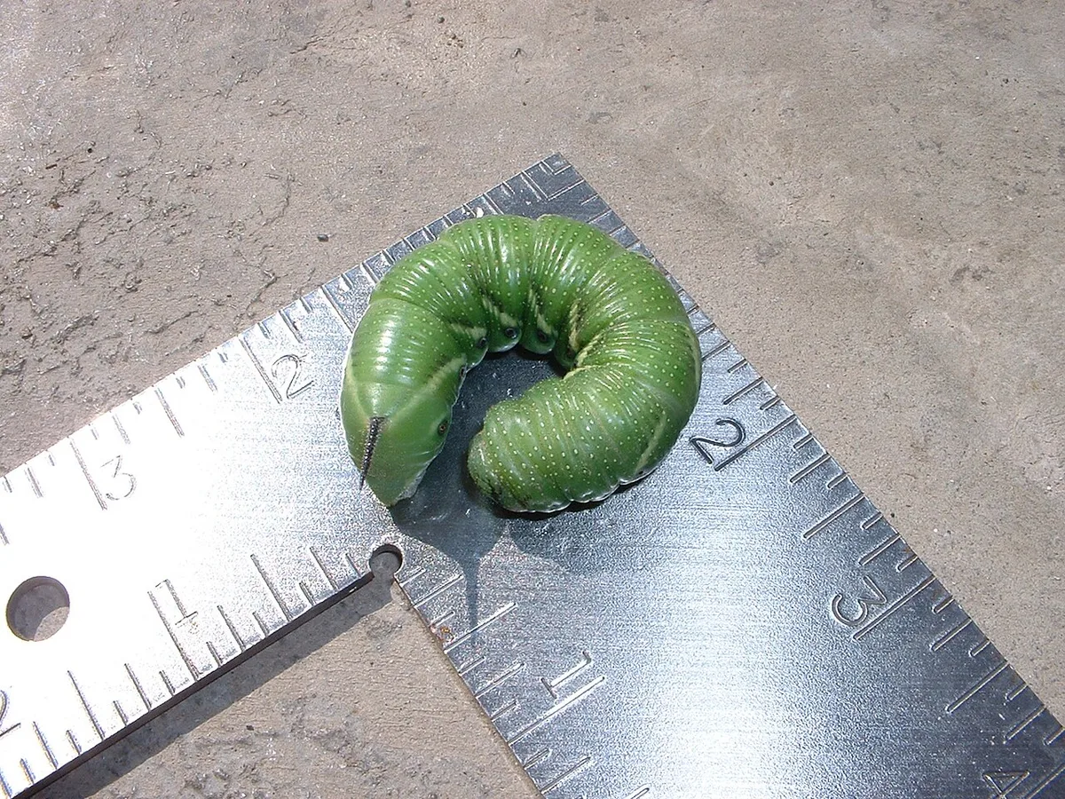 Tomato hornworms
