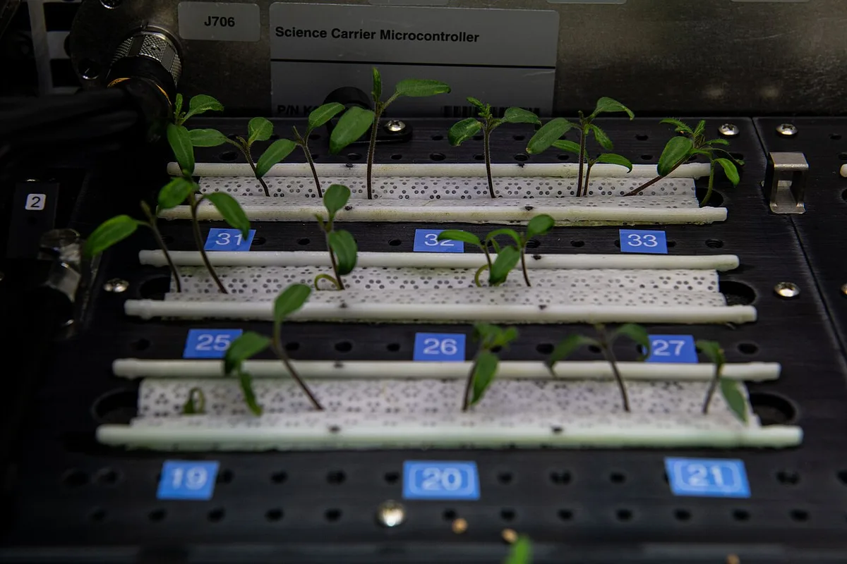 tomato plant growth stages
