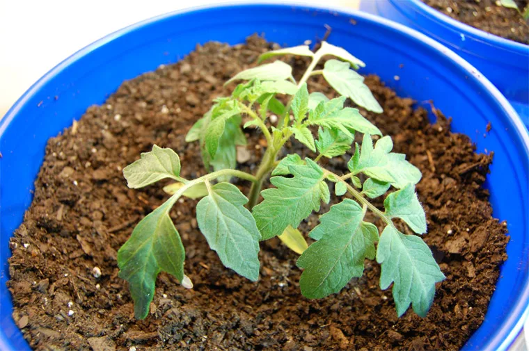 Tomato transplant